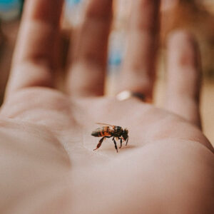 como conservar la fauna urbana