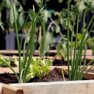 huerto urbano en la Comunidad de Vecinos