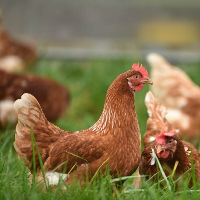 gallinas en zonas comunes