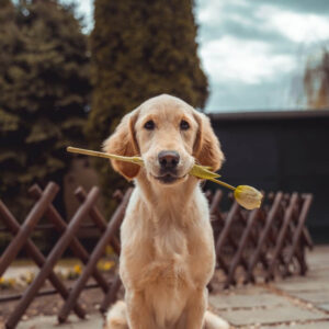 mascotas en Comunidades de Vecinos