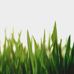 como recuperar el cesped dañado