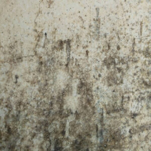 como prevenir el moho en las paredes