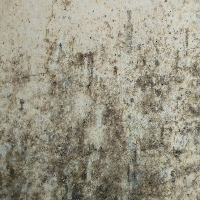 como prevenir el moho en las paredes